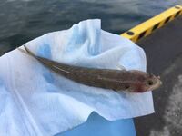 海釣りに行きました ハゼのような魚が釣れましたが なんか違うような気もします Yahoo 知恵袋