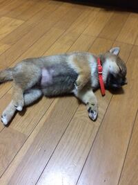 犬の耳についてウチの柴犬は父が帰ってきたときだけ 耳を倒して父を Yahoo 知恵袋