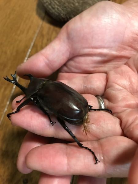 カブトムシを見つけたのですがこの羽のところは怪我をしてるのでしょうか Yahoo 知恵袋