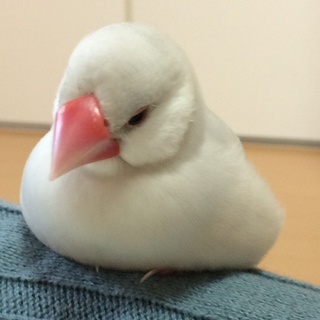 この子はうちで飼っている文鳥なのですが シルバー文鳥として購入しまし Yahoo 知恵袋