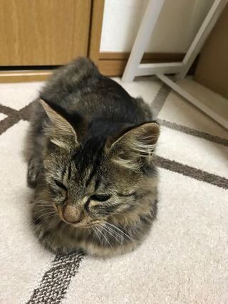 毎日ご飯を食べに来ていた子野良猫が 足をびっこ引いていたので 病院に Yahoo 知恵袋