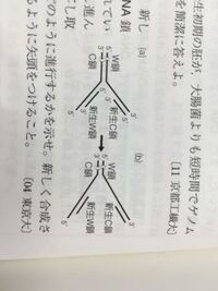 高校 生物 Dnaの複製の問題です Dnaの複製に際し 新しいヌクレオチ Yahoo 知恵袋