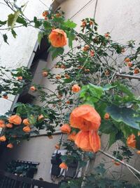 オレンジ色の垂れ下がってる花は 何ていう木ですか アブチロンではないでし Yahoo 知恵袋