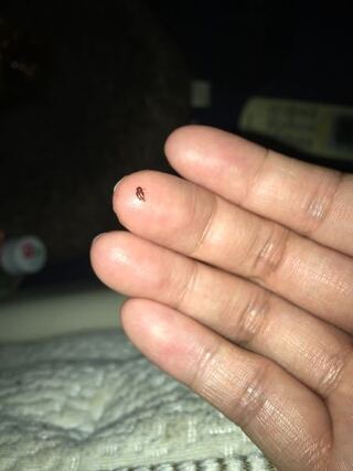 最近このような小さい虫が 部屋の至る所に出没します 私の部屋では Yahoo 知恵袋