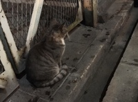 ノラ猫って 冬場に凍死してしまうこともあるんですか 犬では冬場の凍死が少なく Yahoo 知恵袋