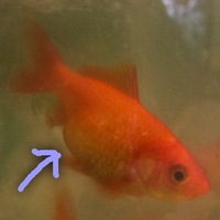 金魚すくい出身の子達が４匹残り順調に育っていますが ４匹中１匹だ Yahoo 知恵袋