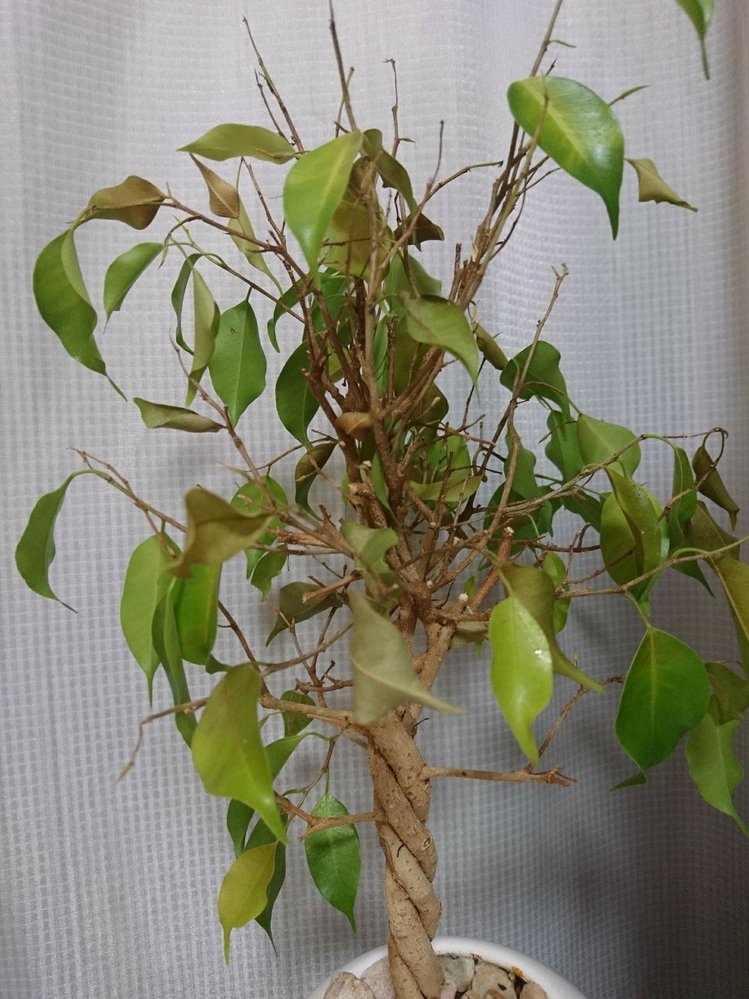 観葉植物のベンジャミンを育てていますが枯れそうです。昔水のやりすぎ 