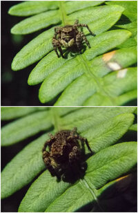 このハエトリグモの種類を教えて下さい 山の麓 シダっぽい植物の上に居 Yahoo 知恵袋