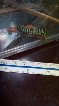 キアゲハの幼虫 5センチ前後の大きさです かれこれあまりサイズ変化も Yahoo 知恵袋