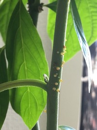 メルカリで専用ページを作ってもらったのですが、その専用ページがど 