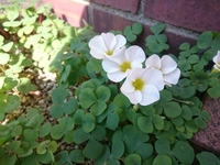 この花の名前はなんですか 秋頃に白い花やピンクの花を咲かせ 葉は三つ葉のクロー Yahoo 知恵袋