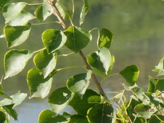 川の水辺で見つけました 葉を見るとポプラのように思います でもなぜこ Yahoo 知恵袋