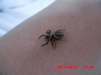 このハエトリグモ の名前を教えて下さい リクエストありがとうご Yahoo 知恵袋