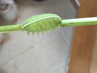 庭で見つけた幼虫についてです イラガに似ているのですが全体が黄緑色でツルっとし Yahoo 知恵袋