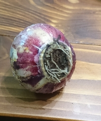 水栽培ヒヤシンスの根が出ない ヒヤシンスの水栽培についてお尋ねした Yahoo 知恵袋