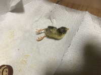 ヒメウズラの雛が立てません 画像あり ヒメウズラが全部で4匹生まれ Yahoo 知恵袋