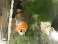 ピンポンパールを飼いたく 水槽を立ち上げ一か月ほど経ったので Yahoo 知恵袋