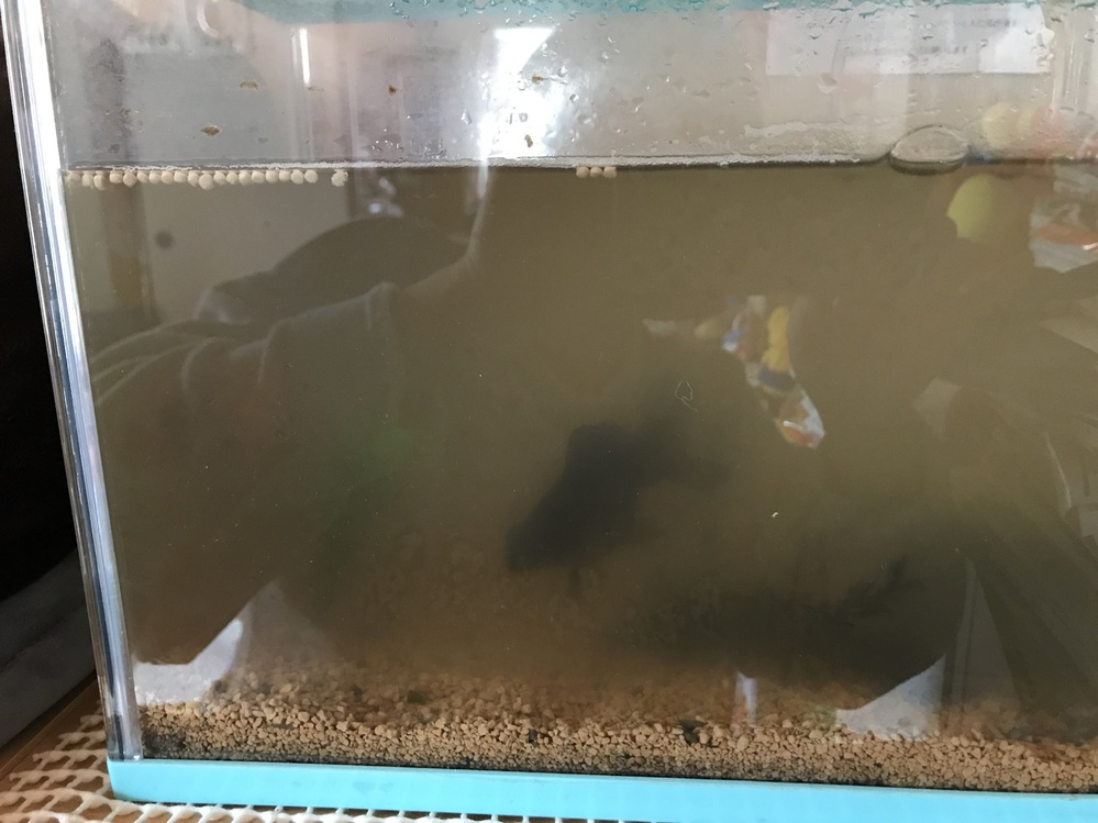 金魚の水槽を丸ごと掃除したい。やり方を教えてください写真のように 