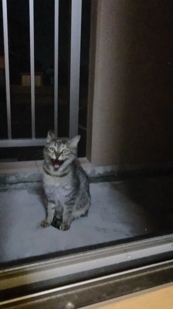 野良猫に毎日エサ与えてたらベランダにまでエサ貰いに来るようになりました なつい Yahoo 知恵袋