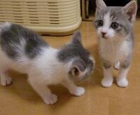 工藤カリメロ監督はサファテを３イニング目も続投させますね どう思いますか よろ Yahoo 知恵袋