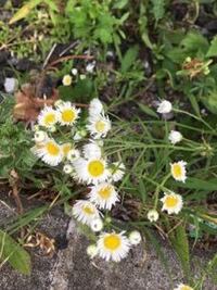 この花ってハルジオンですか ヒメジョオンじゃないかな Http Ki Yahoo 知恵袋