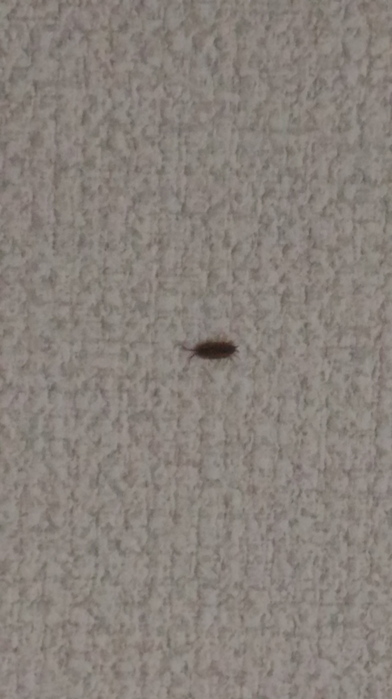 この虫はなんて種類ですか？ゴキブリ？黒いボディに白い線が背中に二本。 Yahoo!知恵袋