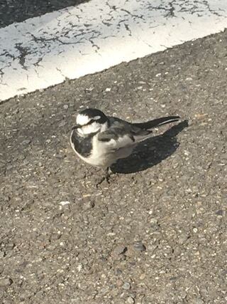 都内のコンビニの駐車場で足を怪我をしている白黒のきれいな鳥がいました ス Yahoo 知恵袋