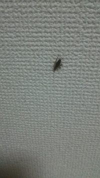 今日仕事から家に帰ってきたら部屋にこんな虫がいました 色は茶色で長い触角 足が Yahoo 知恵袋