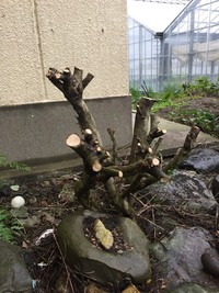 ボサボサに生え茂ったマメツゲを庭師に剪定して貰ったのですが 写真の様な状態にな Yahoo 知恵袋