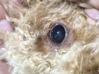 ペットショップで購入予定の子犬の目に白い濁りが とあるペットショップでキ Yahoo 知恵袋