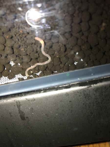 最近立ち上げた水槽の中にミミズみたいな生物がいるんですけど 駆除とかした方がい Yahoo 知恵袋