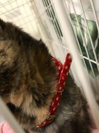 たまに 体全体の毛は短毛なのに首元の毛だけもさもさなライオンみたいな Yahoo 知恵袋