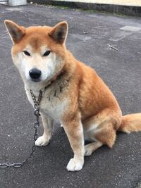 うちの柴犬がみんなから太っていると言われているのですが太っているの Yahoo 知恵袋