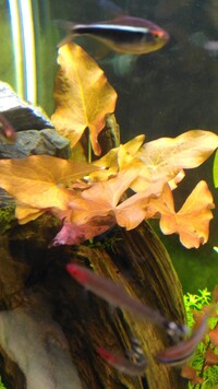 タイニムファの育成について 浮き葉が出るということで 期待してた Yahoo 知恵袋