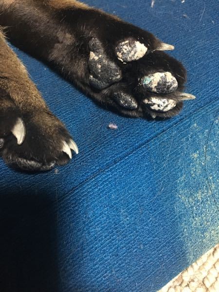 うちのねこの肉球に白い斑点？みたいなのが出ていました。 - 気づいた 