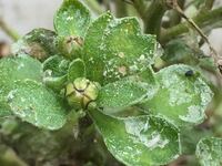 ジジガーデンマムという花の苗を育てていますが 透明なキラキラした蜘蛛の糸ででき Yahoo 知恵袋