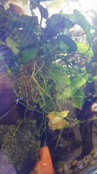 こんばんは 質問があります アヌビアスナナの育て方についてですが ネット Yahoo 知恵袋