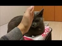 ティッシュ箱に居座って使わせてくれない悪い猫ちゃんにはおしおきチョッ Yahoo 知恵袋