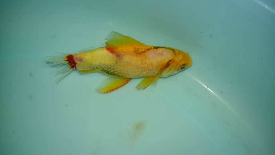 金魚が水槽から飛び出してひからんでいました。もうカピカピになってた