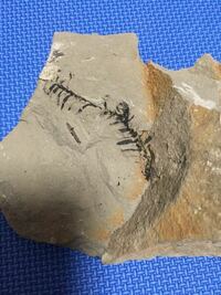 この植物化石の種類や学名教えてください この化石は群馬県高崎市吉井町 Yahoo 知恵袋