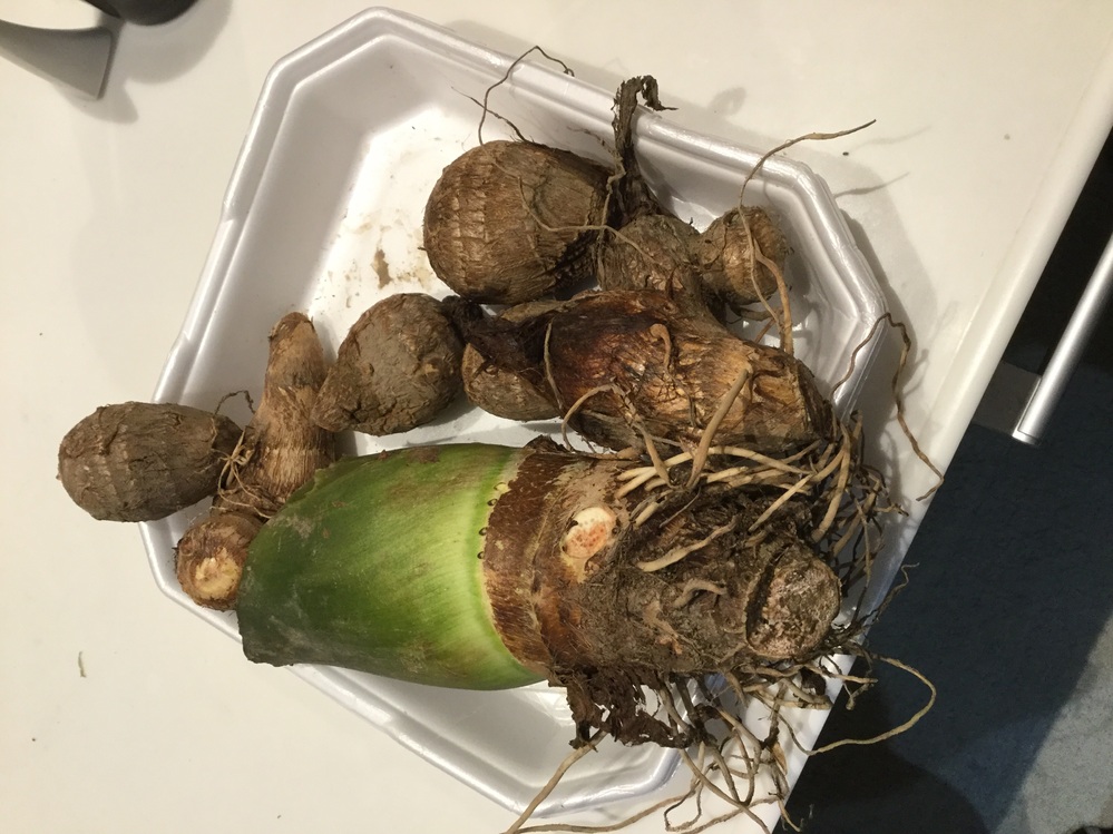 これは里芋で良いのでしょうか いただきものですが おすそ分けのおすそ分けなので Yahoo 知恵袋