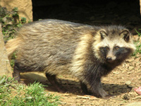 タヌキはイヌ科ですか イヌ科です Yahoo 知恵袋