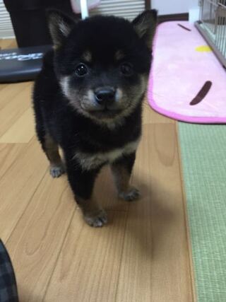 黒柴15万円高いですか 一般家庭で生まれた黒柴の子犬だったらいくらします Yahoo 知恵袋