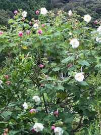 酔芙蓉の挿し木について１月に室内で挿し木して ２か月が経った現在 新芽が３ｃ Yahoo 知恵袋