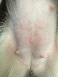 うちの犬のお腹に赤い湿疹ができています チワワ 1歳です 今 Yahoo 知恵袋