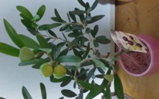 オリーブのエルグレコという品種を鉢植えで買いました 春に植え替 Yahoo 知恵袋