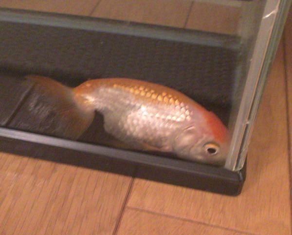 金魚ってしょっちゅう昼寝しますか うちのランチュウが 3日ほど Yahoo 知恵袋