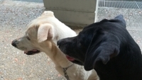 黒い犬と白い犬静かなのはどっち 理由付き 黒い犬 漢字 Yahoo 知恵袋