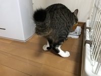 猫の後ろ足について質問させてください 保護猫ちゃんなんですが 水を飲んでいる時 Yahoo 知恵袋