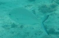 この魚は何という名前の魚でしょうか 沖縄の浅瀬にいました 口が Yahoo 知恵袋